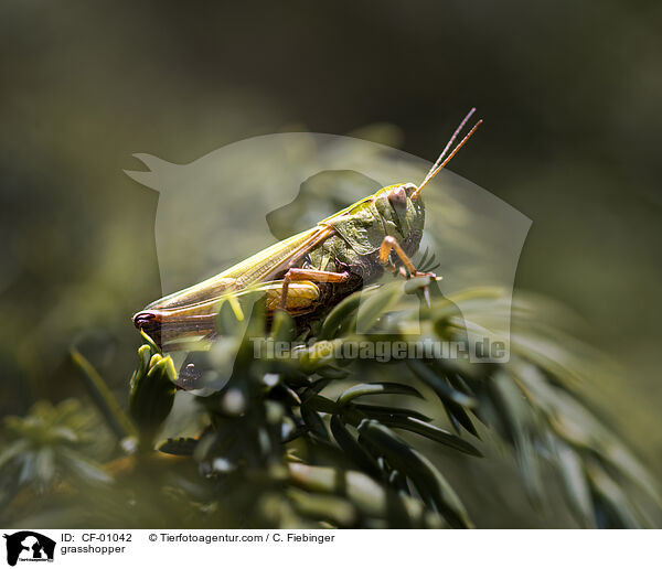 Grashpfer / grasshopper / CF-01042