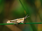 grasshopper