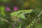 bush-cricket