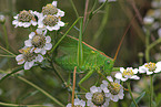 bush-cricket