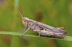 grasshopper