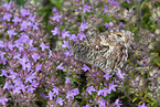 rock grayling