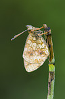 marsh fritillary