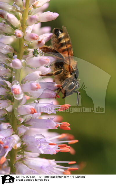 great banded furrow-bee / HL-02430
