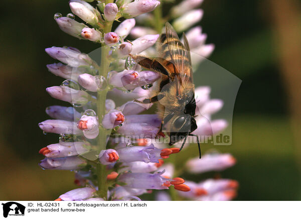 Gelbbindige Furchenbiene / great banded furrow-bee / HL-02431