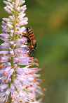 great banded furrow-bee
