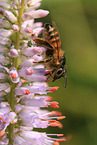 great banded furrow-bee