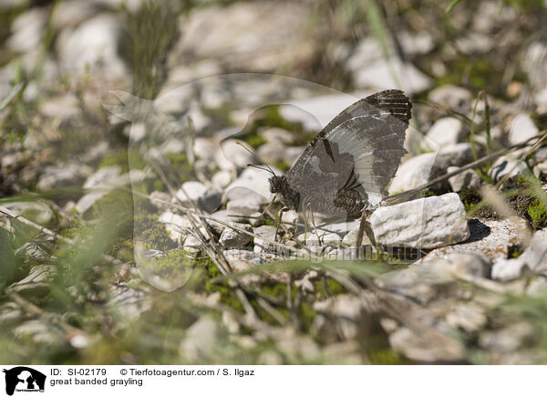 great banded grayling / SI-02179