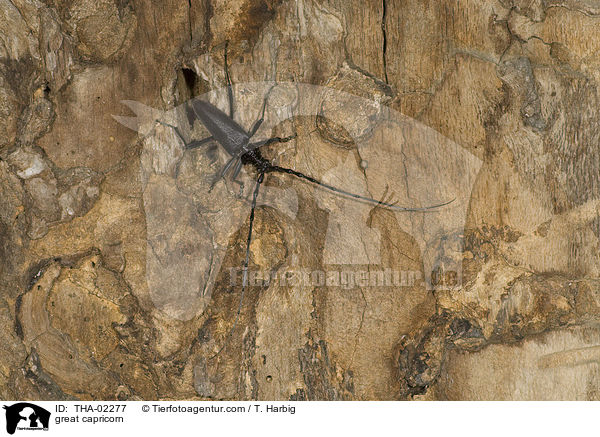 Groer Eichenbock / great capricorn / THA-02277