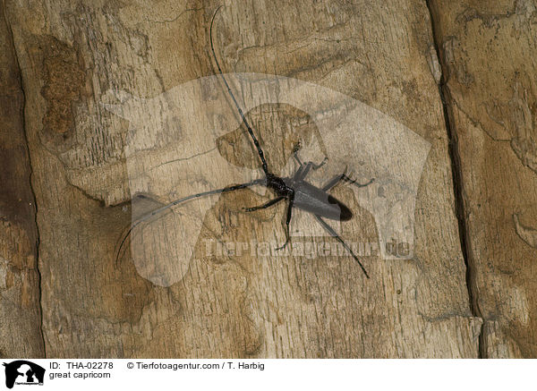 Groer Eichenbock / great capricorn / THA-02278