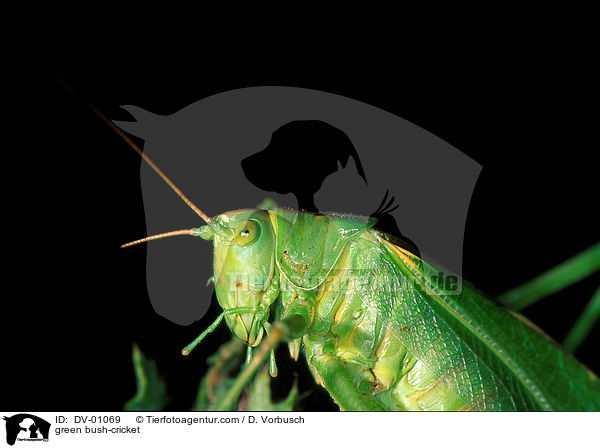 green bush-cricket / DV-01069