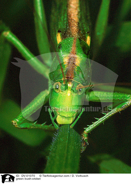green bush-cricket / DV-01070