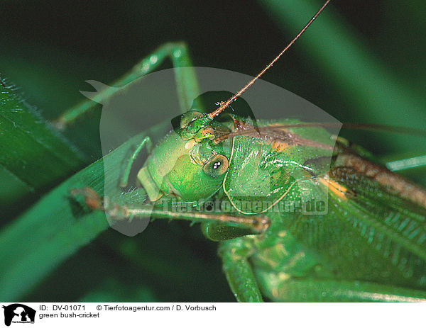 Grnes Heupferd / green bush-cricket / DV-01071