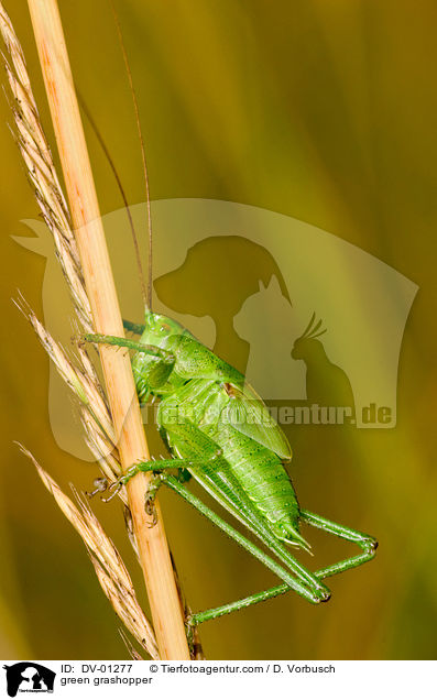 green grashopper / DV-01277