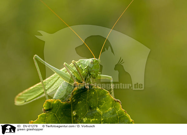 Grnes Heupferd / green grashopper / DV-01278