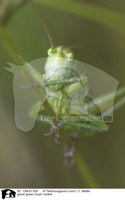 great green bush cricket / CM-01350