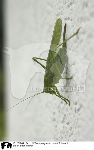 Grnes Heupferd / green bush cricket / TM-02134
