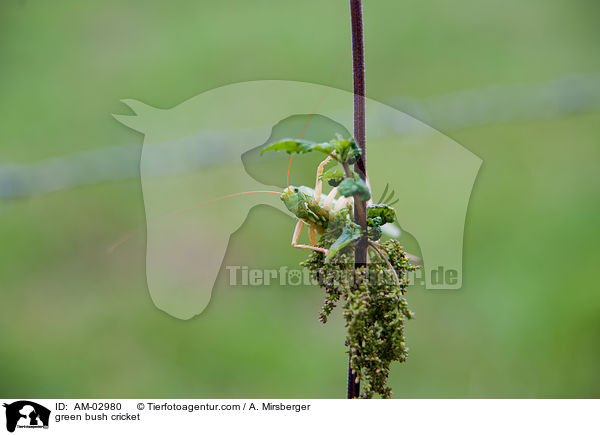 Grnes Heupferd / green bush cricket / AM-02980