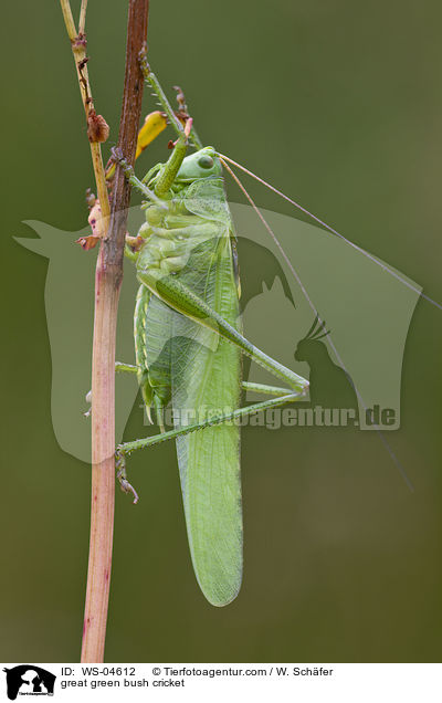 great green bush cricket / WS-04612