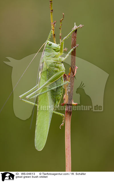great green bush cricket / WS-04613