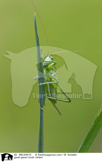 great green bush cricket / WS-04615