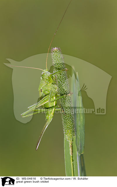 great green bush cricket / WS-04616