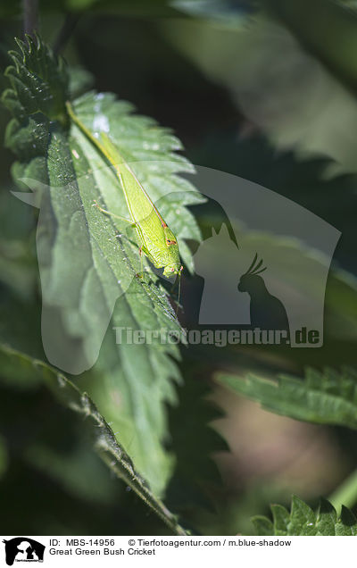 Great Green Bush Cricket / MBS-14956