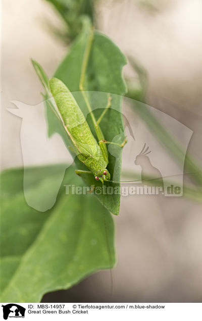 Great Green Bush Cricket / MBS-14957