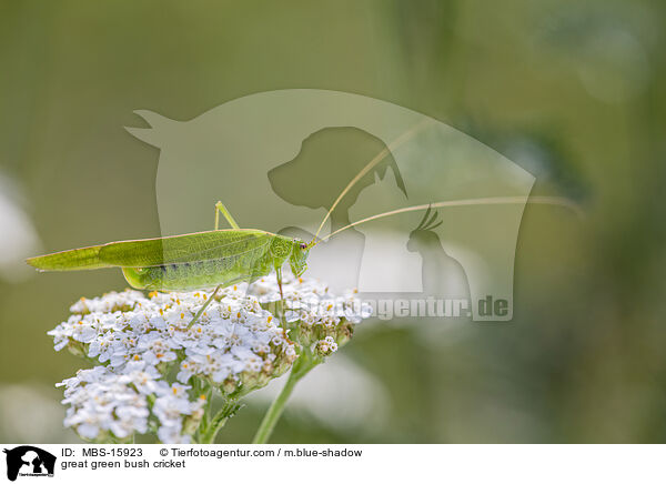 great green bush cricket / MBS-15923
