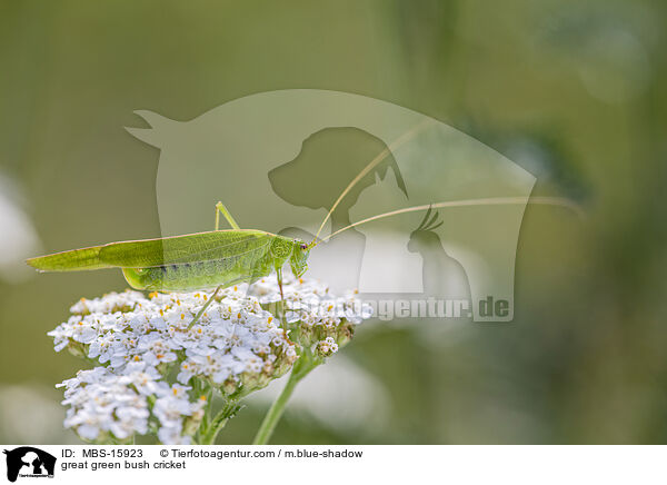 Grnes Heupferd / great green bush cricket / MBS-15923