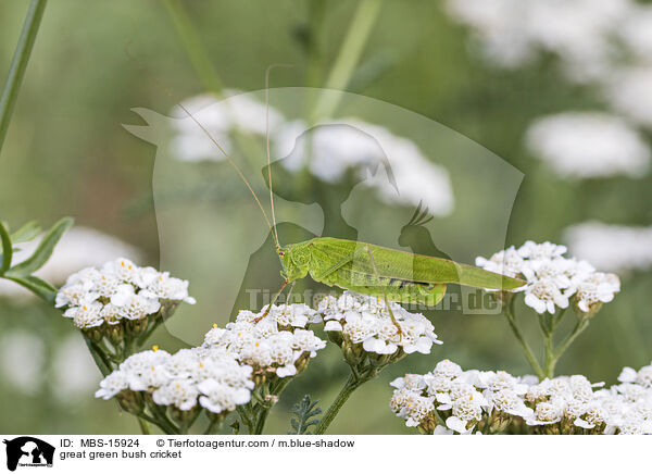 Grnes Heupferd / great green bush cricket / MBS-15924