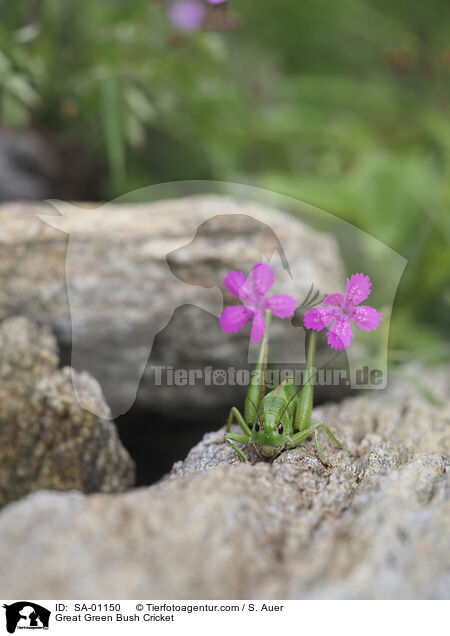 Grnes Heupferd / Great Green Bush Cricket / SA-01150