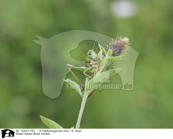 Grnes Heupferd / Great Green Bush Cricket / SA-01153