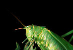 green bush-cricket