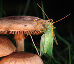 green bush-cricket