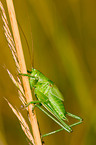 green grashopper