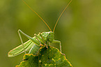 green grashopper