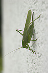 green bush cricket