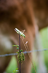 green bush cricket