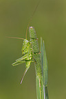 great green bush cricket