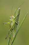 great green bush cricket