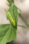 Great Green Bush Cricket