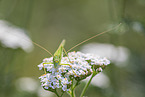 great green bush cricket