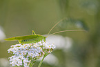 great green bush cricket