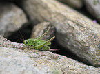 Great Green Bush Cricket