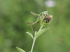 Great Green Bush Cricket