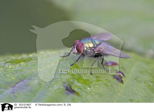 Goldfliege / greenbottle fly / SO-01867