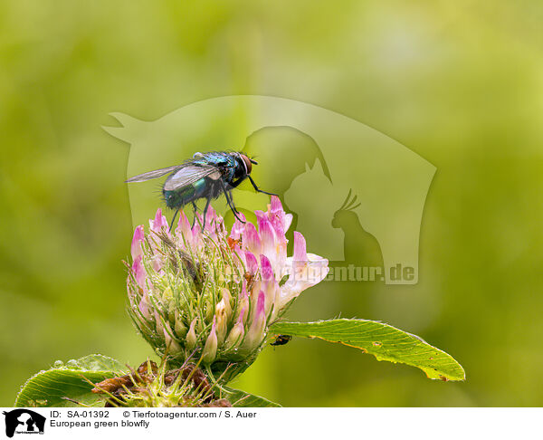 European green blowfly / SA-01392
