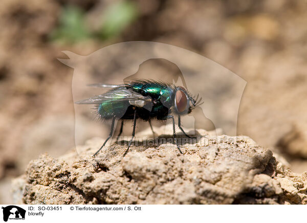 blowfly / SO-03451