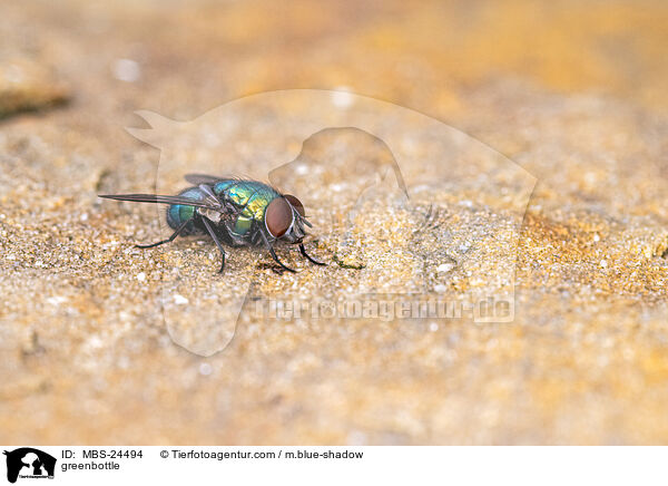 Goldfliege / greenbottle / MBS-24494